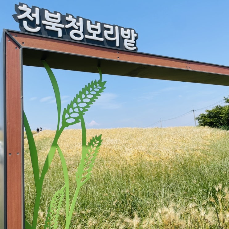  천북 청보리밭 황보리밭 위치, 사진, 카페, 주차