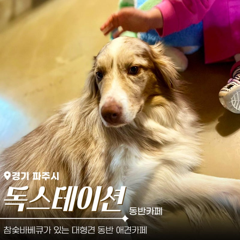 독스테이션
