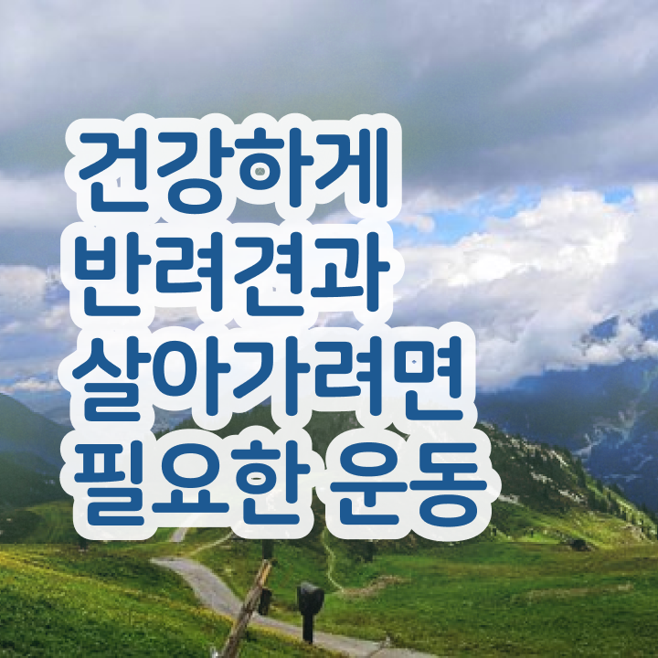  40대여성자격증 , 반려견운동지도사 경력없는 사람도 간단하게 끝낼수 있었던 노하우