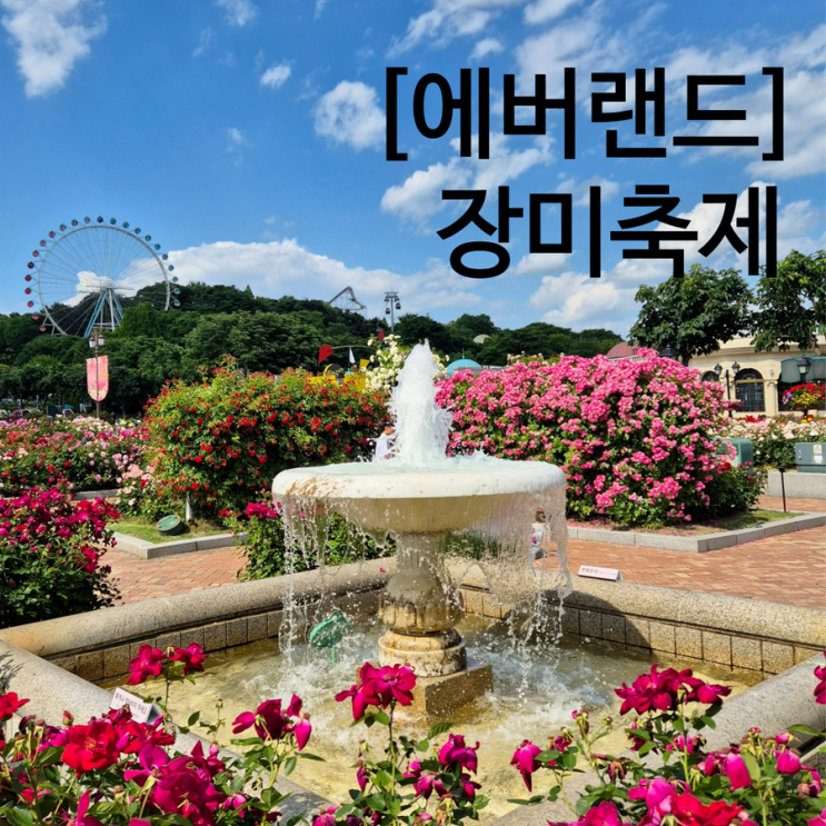  2024 에버랜드 장미축제 기간 장미원 포토존 정리 거품멍전 이벤트