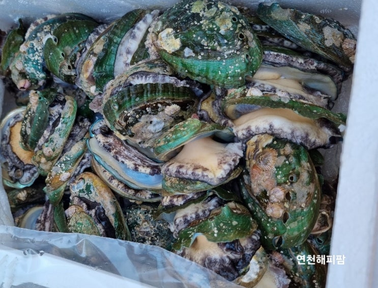  수산대전상품권 농라 바른전복 전복꽈리고추볶음 고추전복요리