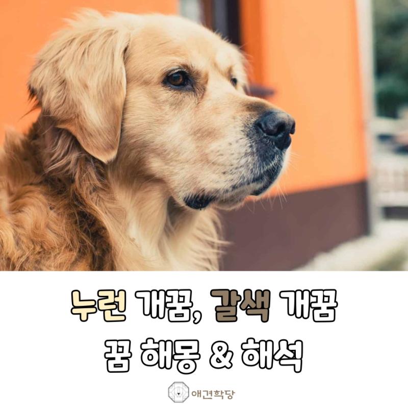 누런 개꿈 해몽 풀이, 확인해보세요!