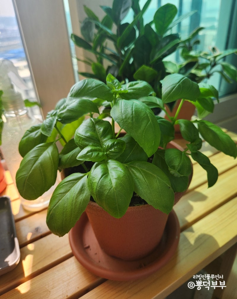 생체 외 안구 미세혈관 증식을 연구하기 위한 맥락막 발아 분석, image size:800x1006