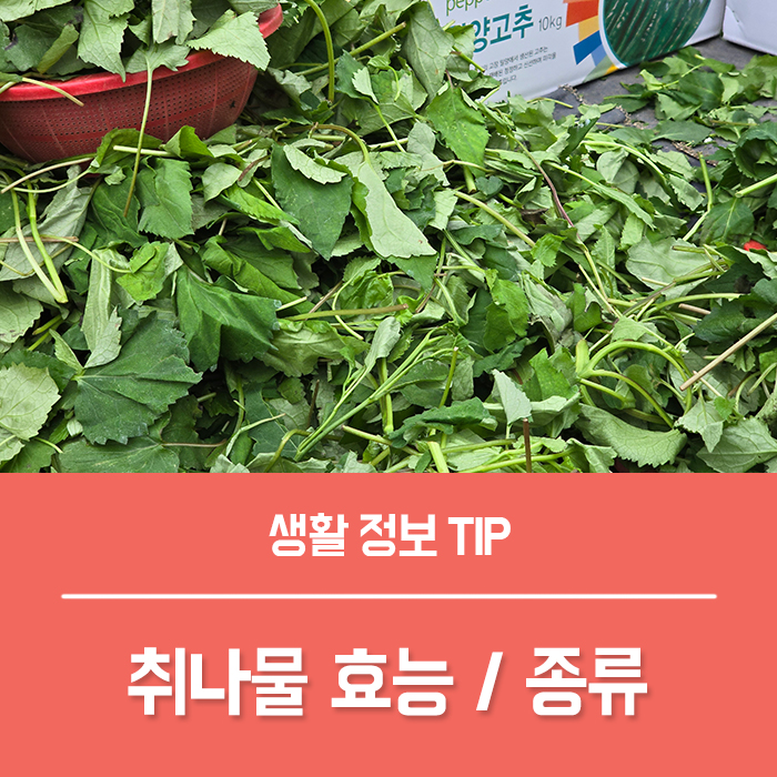  취나물 효능 4가지, 취나물 종류 (참취 개미취 각시취 곰취 미역취 수리취 나물) 부작용은?