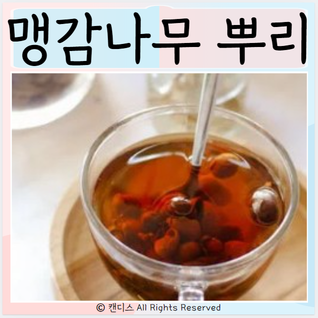  맹감나무 뿌리 효능 먹으면 좋은점은? 주의사항