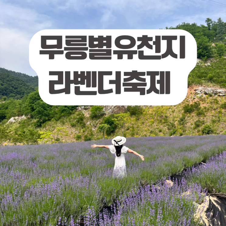  무릉별유천지 라벤더 축제 주차장, 셔틀버스 탑승장, 액티비티 가격, 라벤더 광장 6월 개화상황