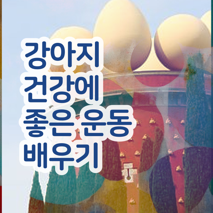  50대 자격증 추천 , 반려견운동지도사 일하면서 관련학위 없어도 초단기 준비한 방법