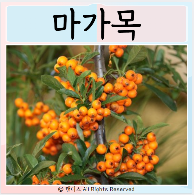  마가목 효능 먹으면 좋은점은 부작용