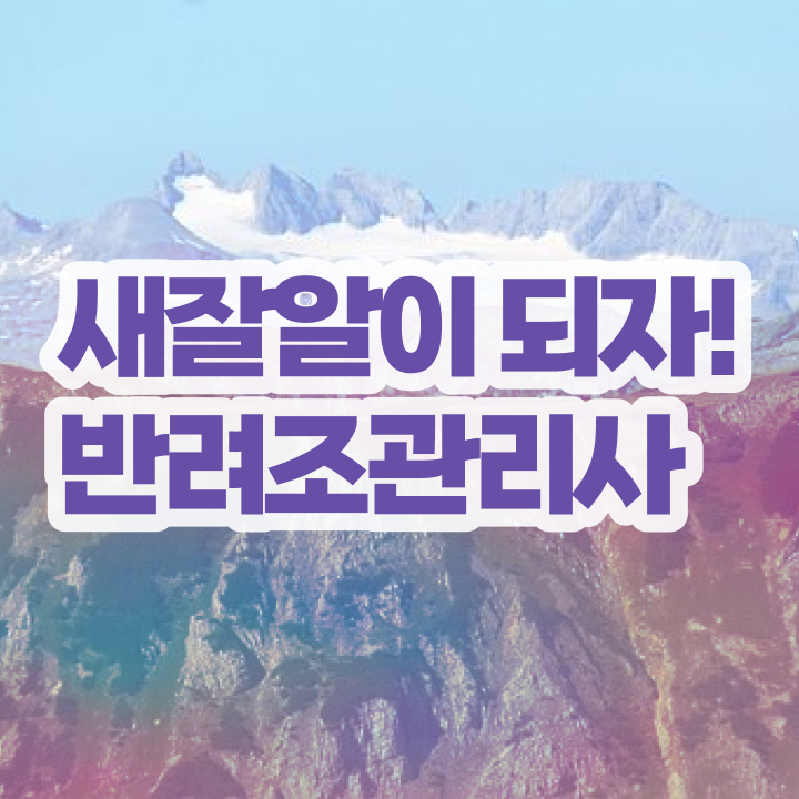  퀘이커 앵무새 가격 , 반려조관리사 자격증 쉽고 빠르게 준비한 방법 및 채용 정보