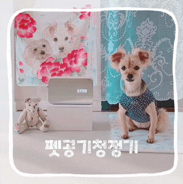  펫 공기청정기 추천 강아지 냄새 제거 바이델디 펫케어 후기