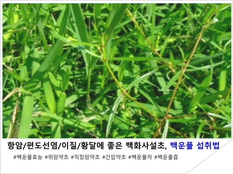 항암/편도선염/이질/황달에 좋은 백화사설초, 백운풀 섭취법