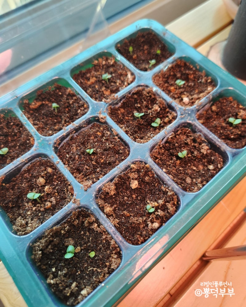 다신샵] 빵순이를 위한 다이어트 식품! 새싹발아통밀빵 후기,보관법,활용법 : 네이버 블로그, image size:800x997