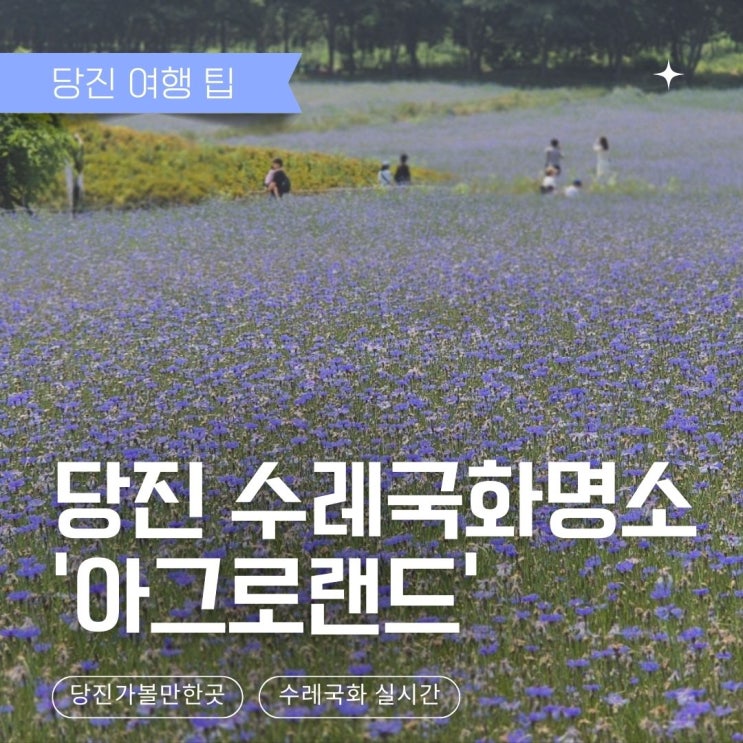  [당진 가볼만한곳] 수레국화 명소 실시간 - 아그로랜드 태신목장