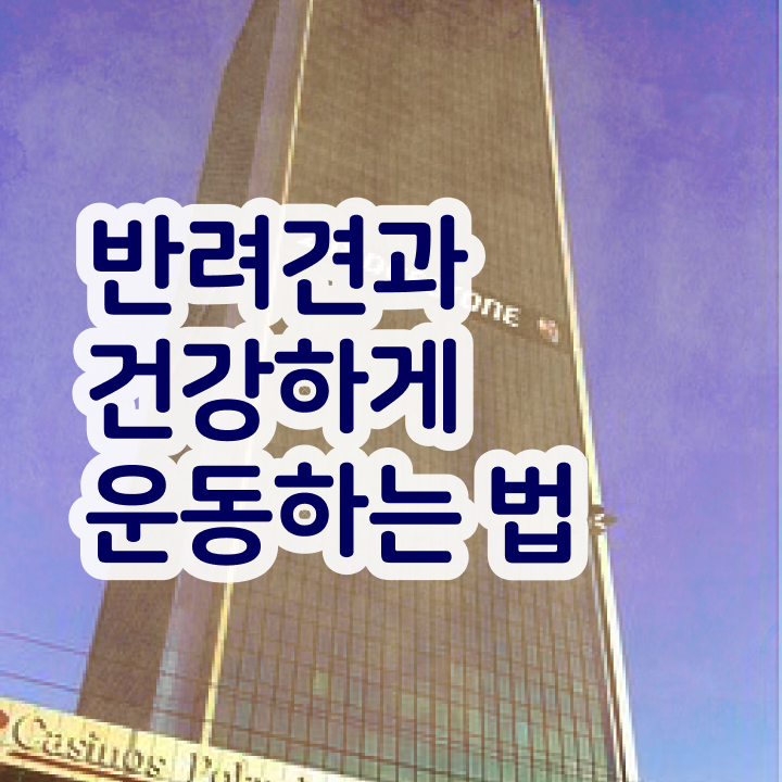 40대 자격증 추천 , 반려견운동지도사 관련학과 아니어도 온라인 과정 100%로 쉽고 빠르게 완료한 노하우