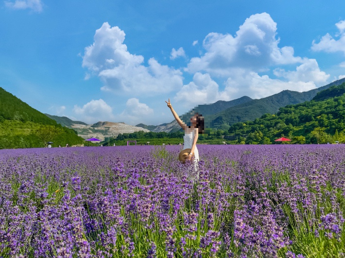  동해 ‘무릉별유천지’ 라벤더 축제 스카이글라이더 동해여행코스 동해데이트 동해갈만한곳 추천 정보 총정리_영어공부