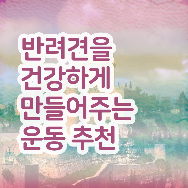 반려견운동지도사 분석가 , 반려견운동지도사자격증 준비 과정 , 합격률과 난이도