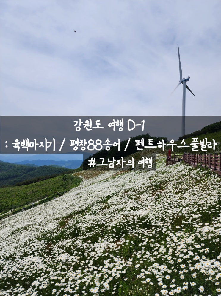  강원도 여행 : D-1 청옥산 육백마지기, 펜트하우스 풀빌라 240607