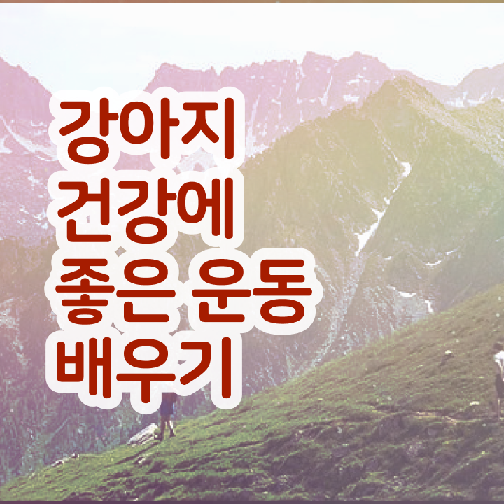 동물보건사 전망 반려견운동지도사자격증 취득방법 및 향후전망