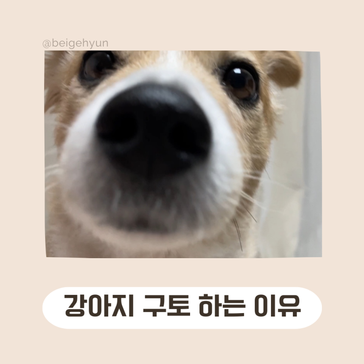  강아지 토하는 이유 (강아지토,공복토,강아지토색깔,췌장염)