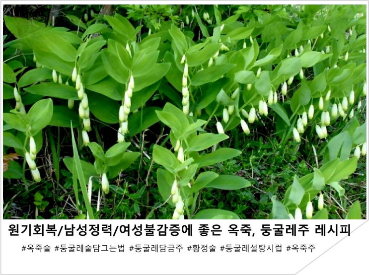  원기회복/남성정력/여성불감증에 좋은 옥죽, 둥굴레주 레시피