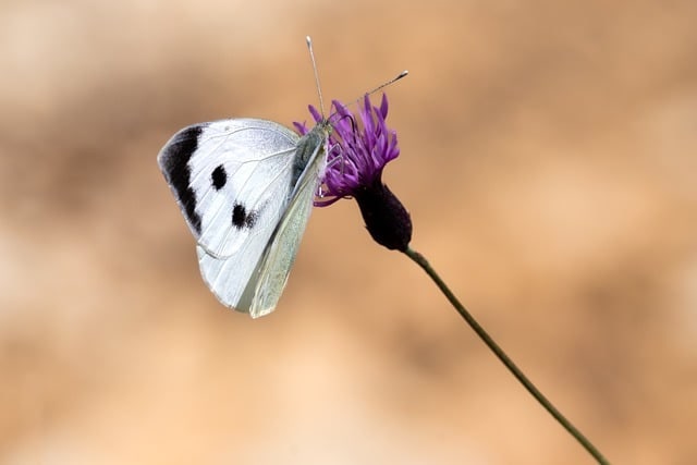 시골순대국 사진 3