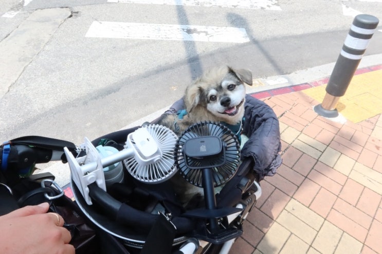  강아지 여름 산책 준비물 선풍기와 얼음 동동 물통부터!