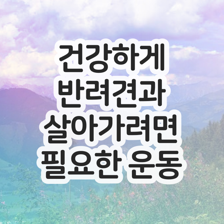  주부 자격증 추천 , 반려견운동지도사 비전공자도 초단기 완료한 비법