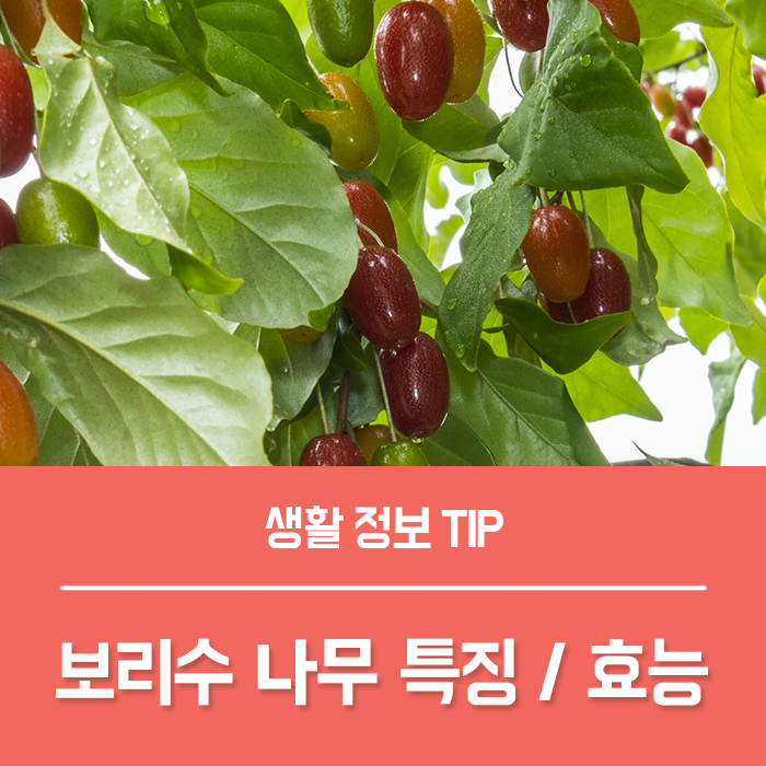  보리수 열매 효능 부작용, 보리수나무 꽃말 특징은?