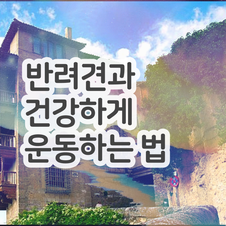  반려견운동지도사 , 반려견운동지도사 온라인으로 간단히 합격한 팁