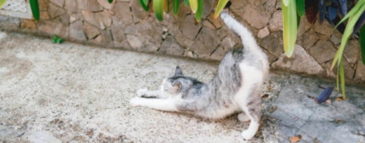  고양이 스트레칭, 고양이가 기지개를 자주 켜는 이유