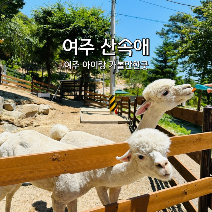  산속애 알파카가 있는 체험농장 경기도 여주 가볼만한곳