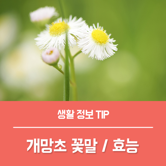  개망초 효능 TOP3, 개망초 꽃말 특징 개망초 나물 먹는법은?