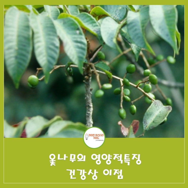  옻나무의 영양적 특징과 건강상 이점