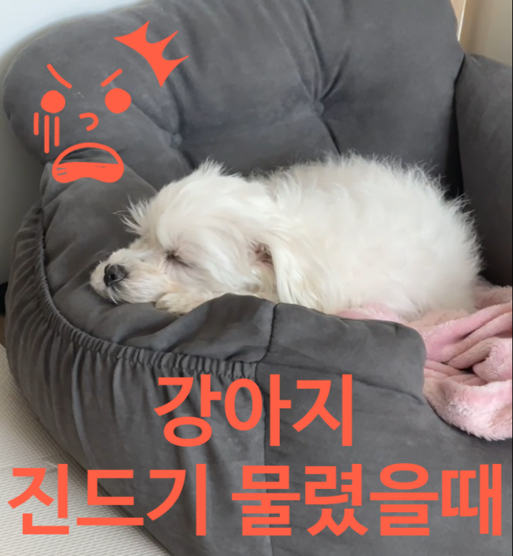  강아지 여름철 진드기물렸을때 증상, 예방법, 제거