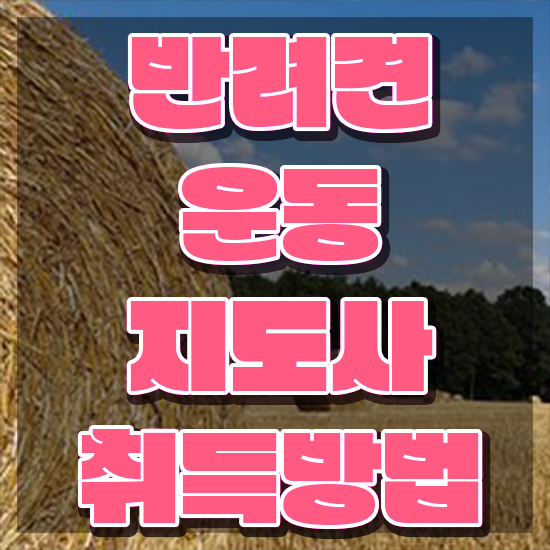  40대주부자격증 , 반려견운동지도사 인강으로 완료한 방법