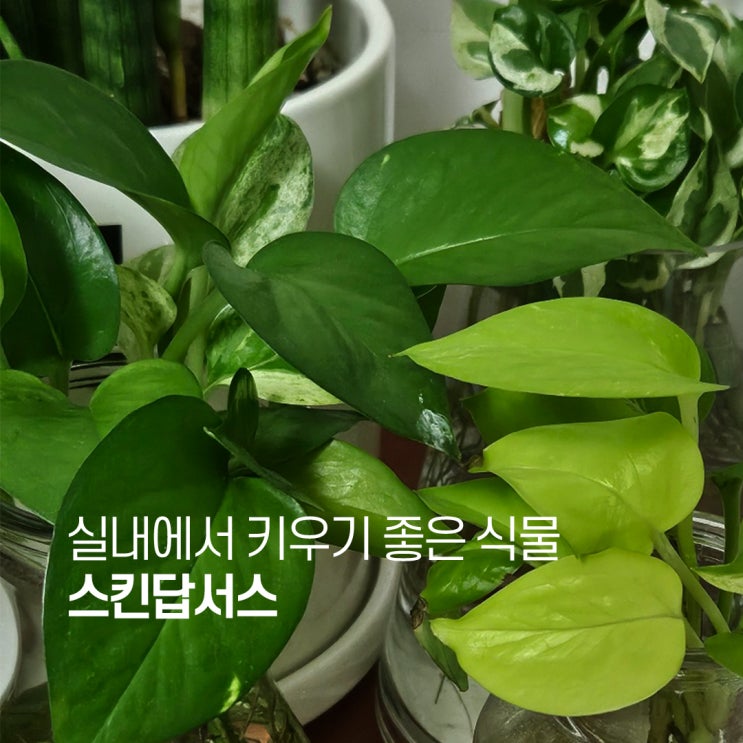  실내에서 키우기 좋은 식물 스킨답서스 키우기