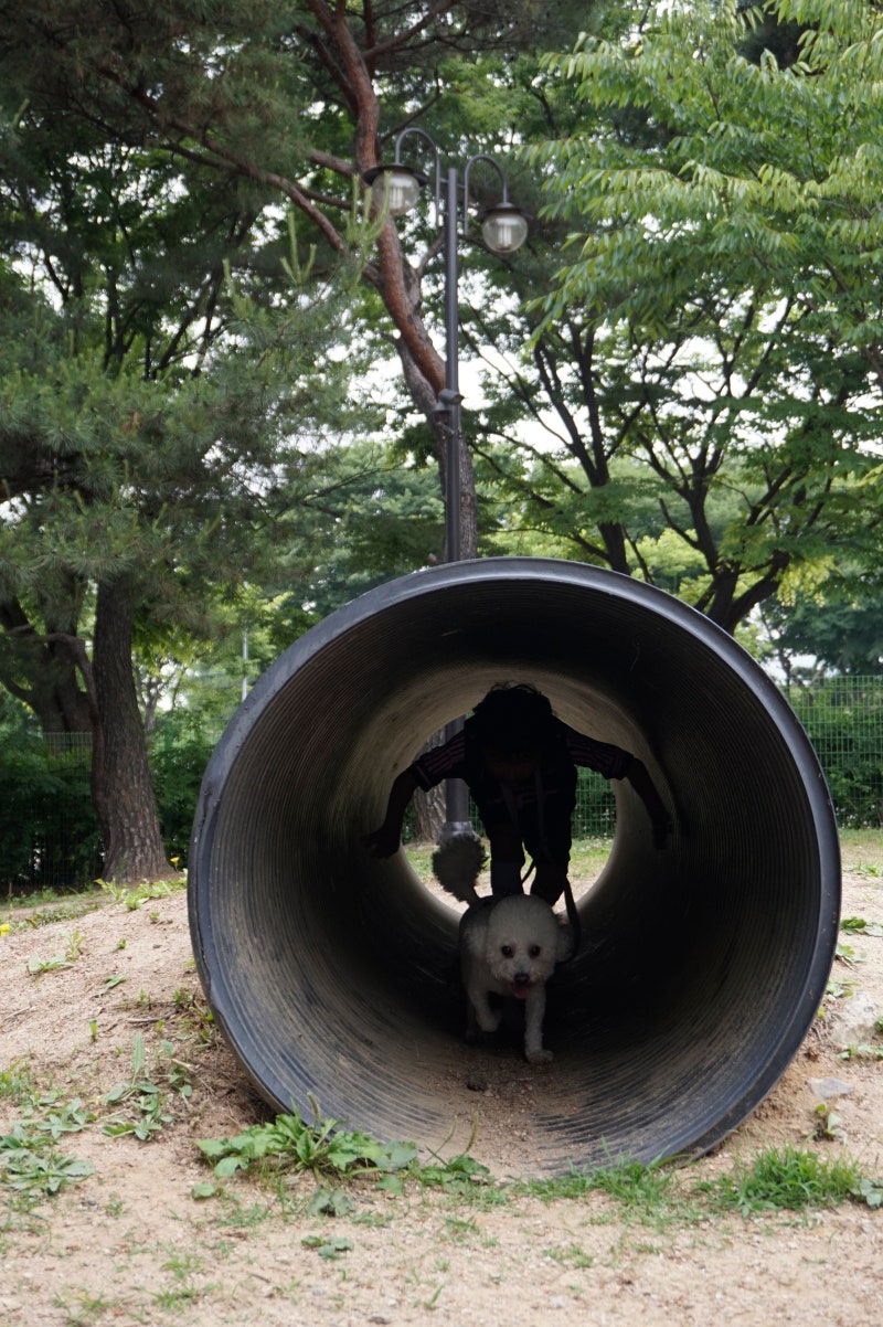 일산호수공원반려견놀이터