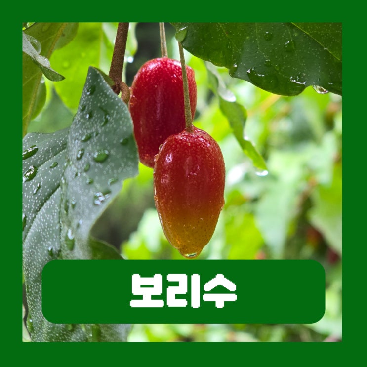  보리수 열매 수확시기 산수유 차이 열매 효능 효소 먹는법