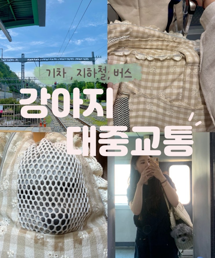  강아지 KTX SRT 무궁화호 5시간 기차 탑승 후기 자리 꿀팁 준비물 대중교통 규정