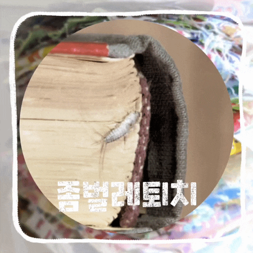  하얀 좀벌레 원인 퇴치법