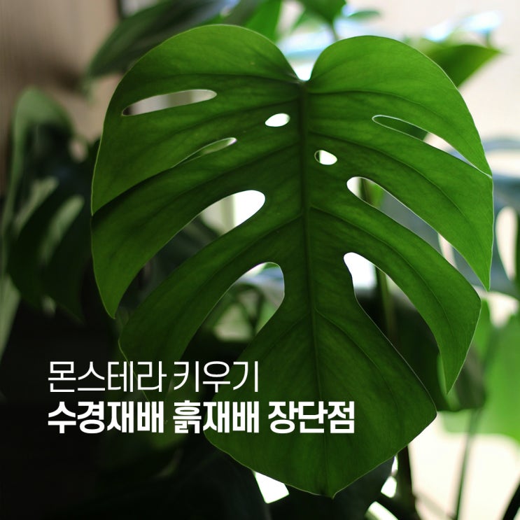  몬스테라 키우기 수경재배 흙재배 장단점