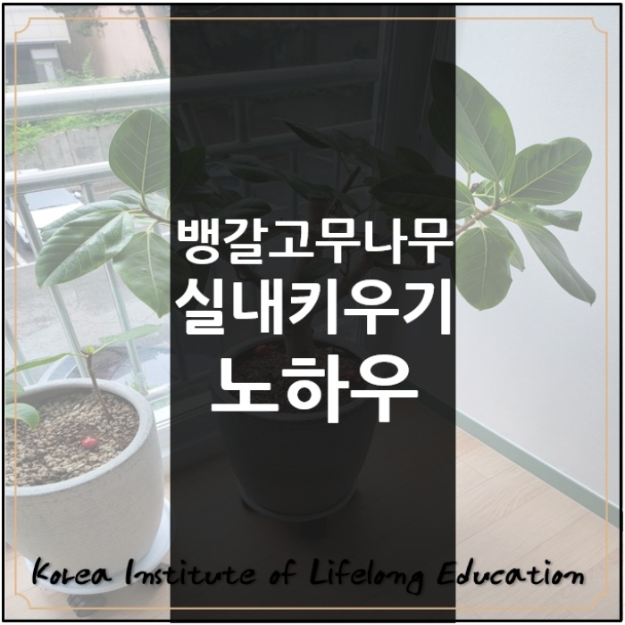  *나무키우기집 거실에서 잘자라는 식물추천과 키우는노하우*