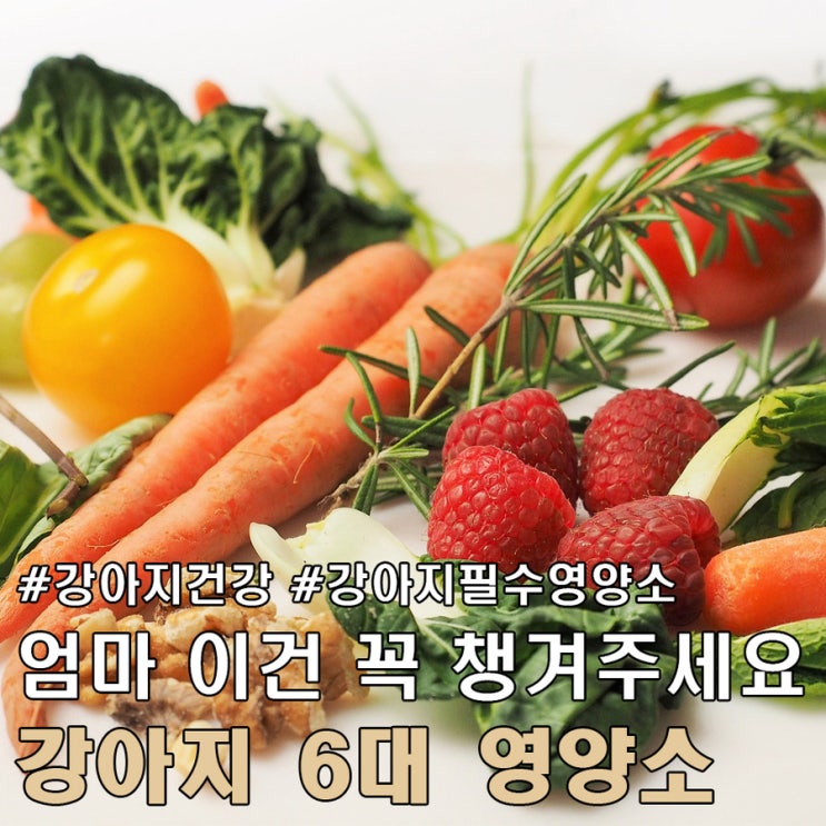  강아지 건강을 위한 6대 필수 영양소.