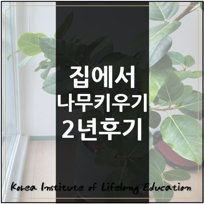  *뱅갈고무나무집 거실안에 2년동안 실내에서 키운 성장기록*