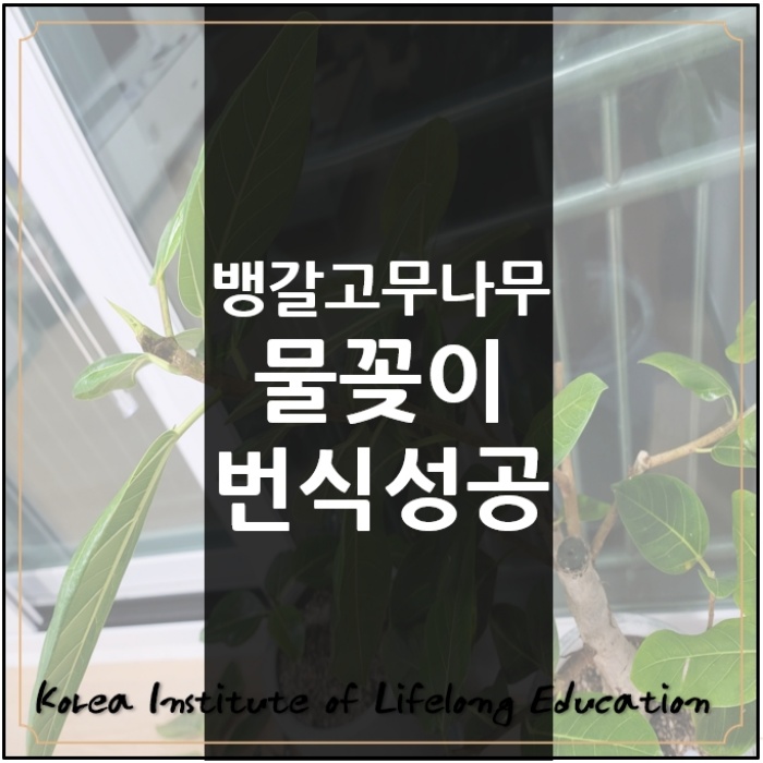  *공기정화식물고무뱅갈나무 물꽂이 2주뒤 번식성공 후기기록*
