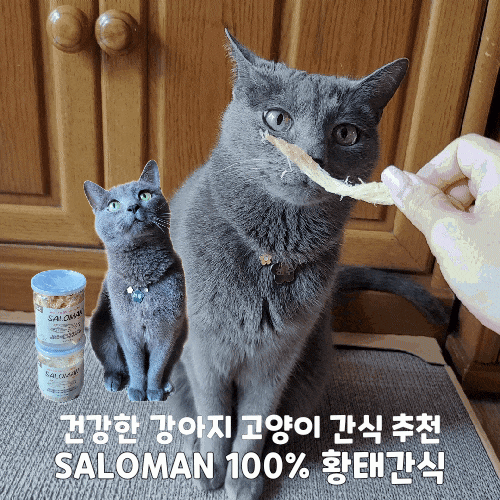  고양이 간식 추천 살로만 황태가루 황태채
