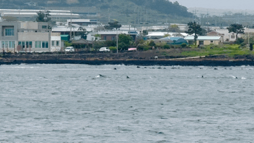  제주도 여름 여행 액티비티 서귀포 M1971 돌고래 요트투어