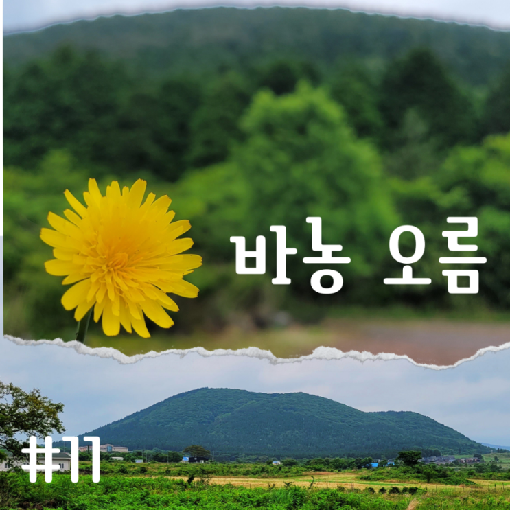  제주도 오름 추천 바농오름 제주도 동쪽 오름