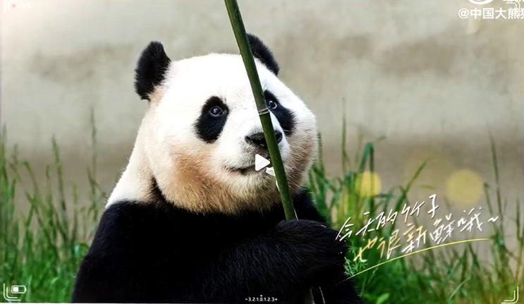 <b>푸바오 중국</b> 6월 12일 대중에게 <b>공개</b> 이사 준비 한창... 