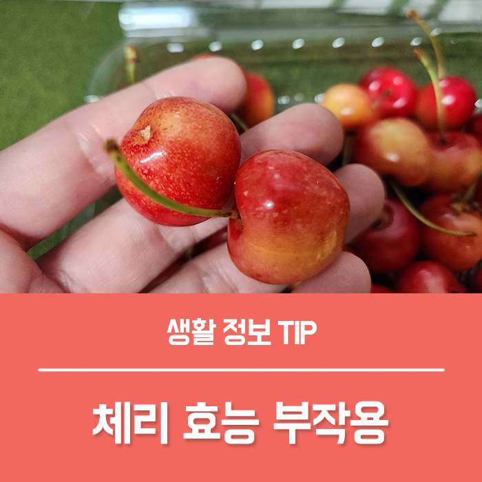  체리 효능 부작용, 체리 1개 칼로리는?